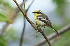Tumbes Chat-Tyrant